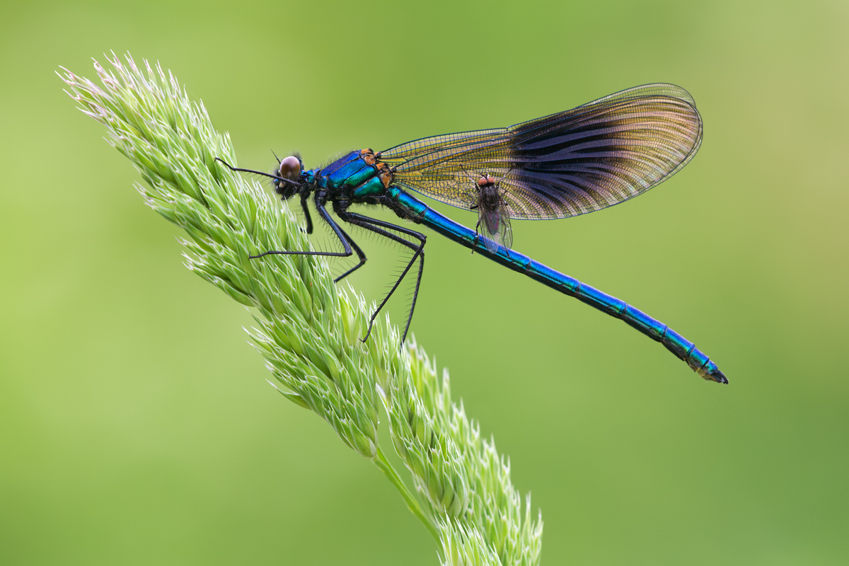 Banded Demoiselle male and fly